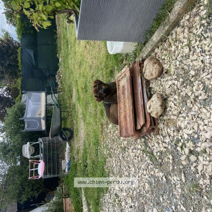 Photo 1/1 Chien retrouvé Perdu à Armillac