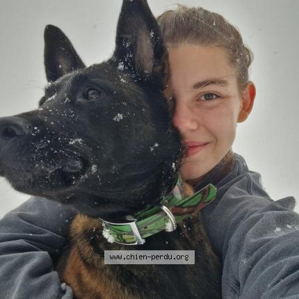 Photo 1/1 Chien retrouvé Perdu à Olwisheim