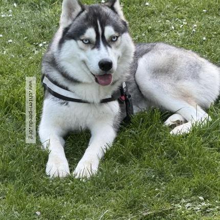 Photo 1/1 Chien retrouvé Perdu à Lance