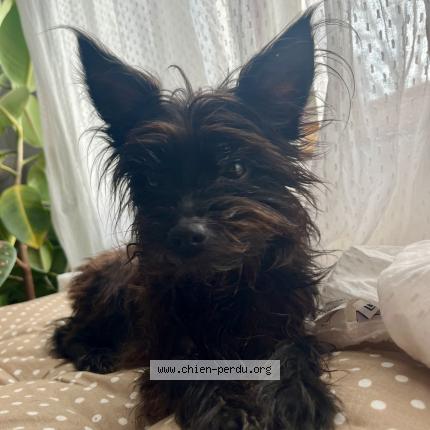 Photo 1/1 Chien retrouvé Perdu à Nomeny