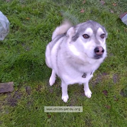 Photo 1/1 Chien retrouvé Perdu à Combourg