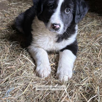 Photo de chien perdu à La Penderie