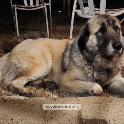 Photo de chien trouvé à Les Pechs Du Vers