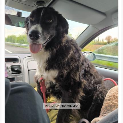 Photo 1/1 Chien retrouvé Perdu à Gioux