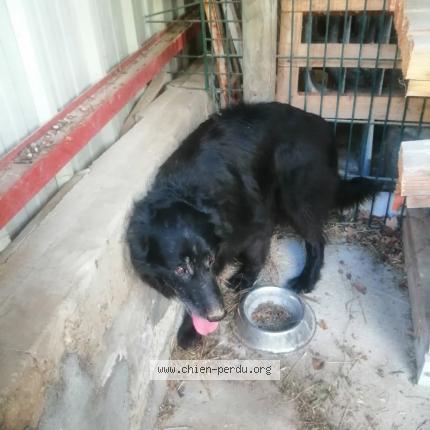 Photo 1/1 Chien retrouvé Trouvé à Dompierre sur chalaronne