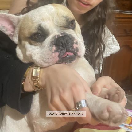 Photo 1/1 Chien retrouvé Perdu à Les mathes