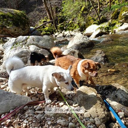 Photo 1/1 Chien retrouvé Perdu à Narbonne