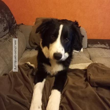 Photo 1/1 Chien retrouvé Perdu à Jalogny