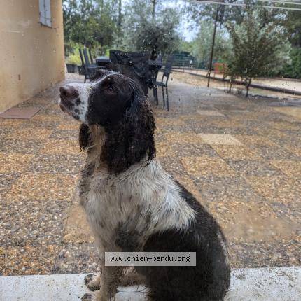 Photo 1/1 Chien retrouvé Perdu à Condrieu