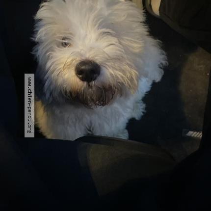 Photo 1/1 Chien retrouvé Trouvé à St aubin d aubigne