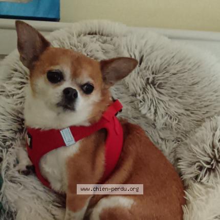 Photo 1/1 Chien retrouvé Perdu à Donzy