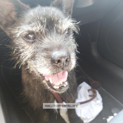 Photo 1/1 Chien retrouvé Trouvé à Saint flovier