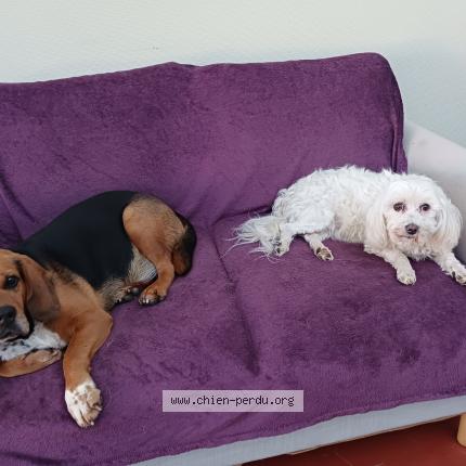 Photo 1/1 Chien retrouvé Perdu à Gemozac