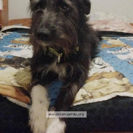 Photo 1/1 Chien retrouvé Perdu à Vigoulant