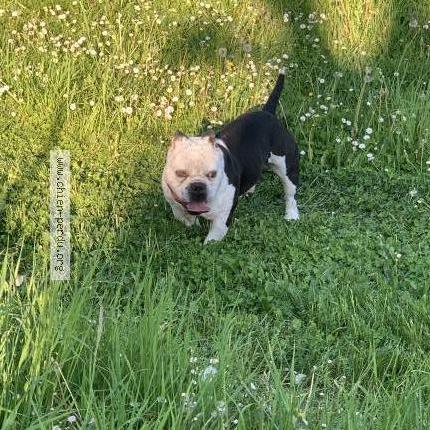 Photo de chien trouvé à Jaux