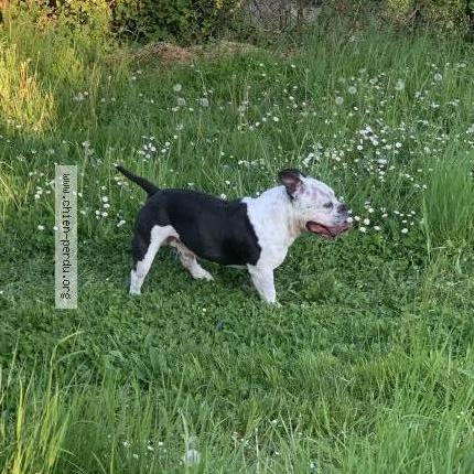 Photo 2/2 Chien retrouvé Trouvé à Jaux