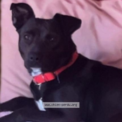 Photo de chien perdu à Milhaud