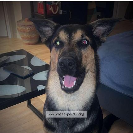 Photo 1/1 Chien retrouvé Perdu à Tours