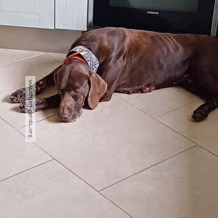 Photo 1/1 Chien retrouvé Perdu à La brousse