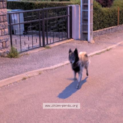 Photo 1/1 Chien retrouvé Trouvé à Dole