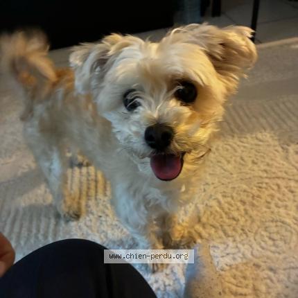 Photo 1/1 Chien retrouvé Trouvé à Montreuil