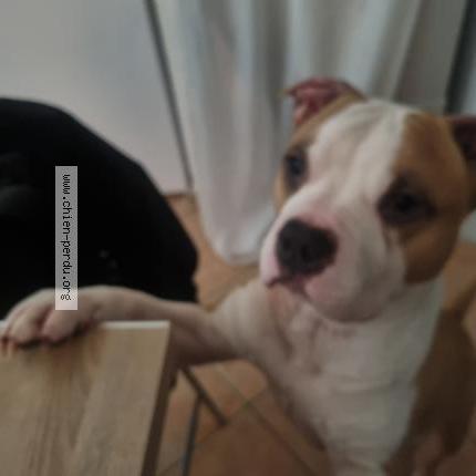 Photo 1/1 Ramses Chien perdu à Sollies toucas