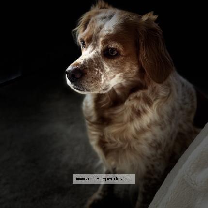 Photo de chien perdu à Gouesnou