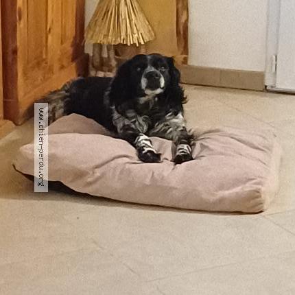 Photo 1/1 Chien retrouvé Perdu à La brousse