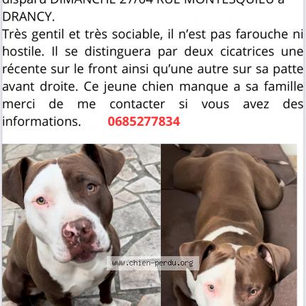 Photo 1/1 Chien retrouvé Perdu à Drancy