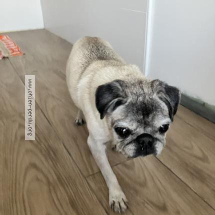 Photo 1/1 Chien retrouvé Trouvé à Saint nazaire