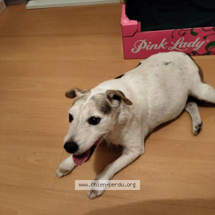 Photo 1/1 Chien retrouvé Trouvé à Saint cyr sur mer