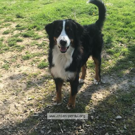 Photo de chien perdu à Eperrais