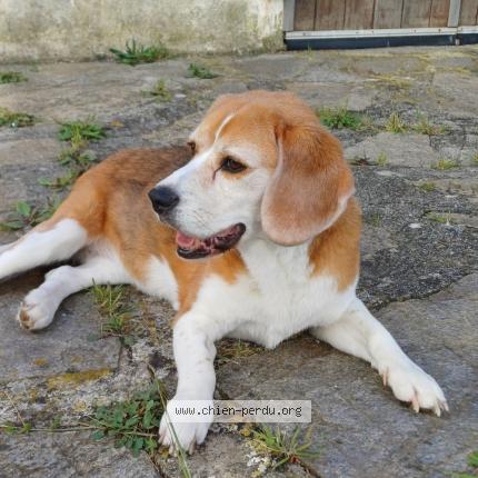 Photo de chien perdu à Hyeres