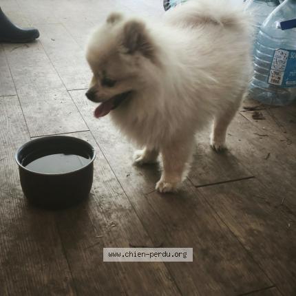 Photo 1/1 Chien retrouvé Trouvé à Maze milon