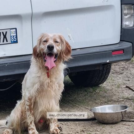 Photo 1/1 Chien retrouvé Trouvé à Aizenay