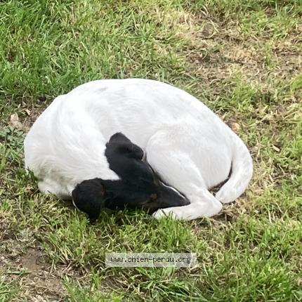 Photo 2/2 Chien retrouvé Perdu à Saint pierre la cour