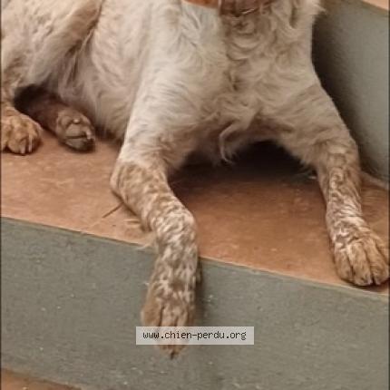 Photo de chien perdu à Mane