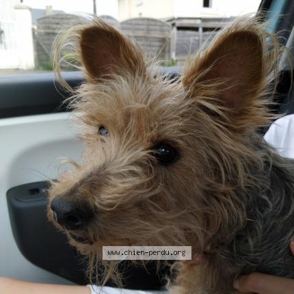 Photo de chien trouvé à Saint Priest De Gimel
