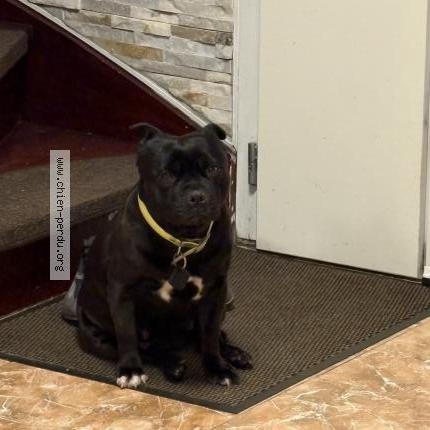 Photo de chien perdu à Voulx