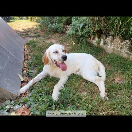 Photo 1/1 Chien retrouvé Perdu à Ordonnaz