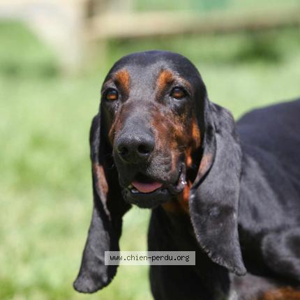 Photo 1/1 Chien retrouvé Perdu à Merignac