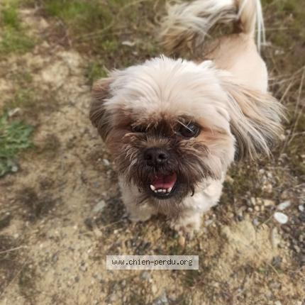 Photo 1/1 Chien retrouvé Perdu à La mulatiere
