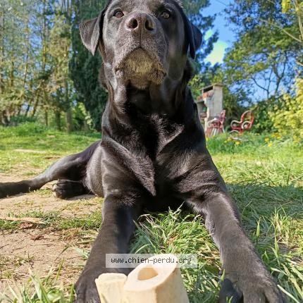 Photo 1/1 Chien retrouvé Perdu à Bagnoles de l orne