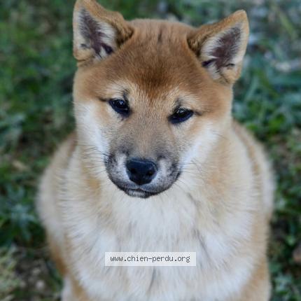 Photo 1/1 Chien retrouvé Perdu à Juvigny sous andaine