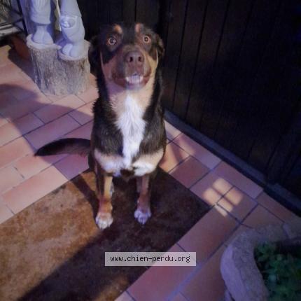Photo de chien trouvé à Saint Rambert En Bugey