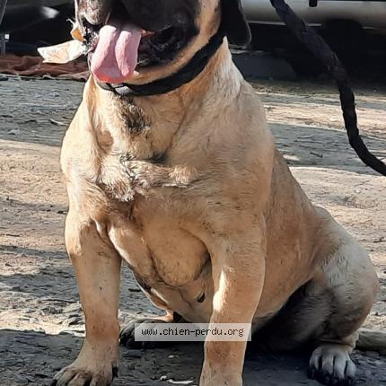 Photo de chien perdu à Chanteloup