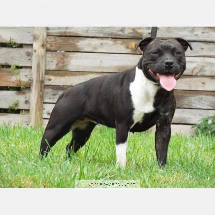 Photo de chien perdu à Chanteloup