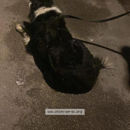 Photo 1/2 Chien retrouvé Trouvé à Songeons