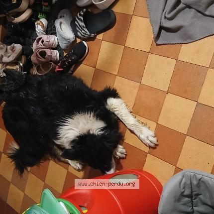 Photo 2/2 Chien retrouvé Trouvé à Songeons