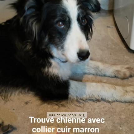 Photo 1/1 Chien trouvé Trouvé à St just en chevalet